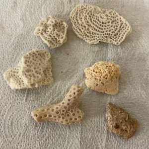 €€ Lot/6 Florida Gulf Coral Shells Seashells Variety for Arts Crafts Decor