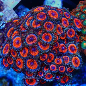 Armor of God Zoanthid Coral