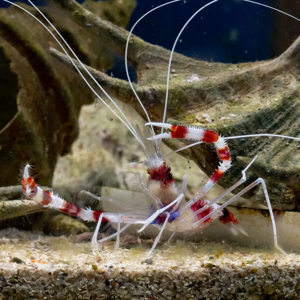 Coral Banded Shrimp