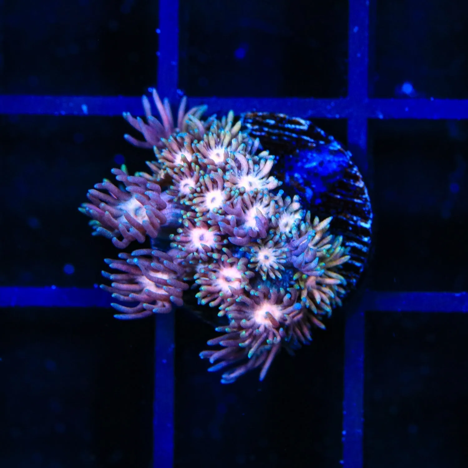 Heart Breaker Goniopora Coral