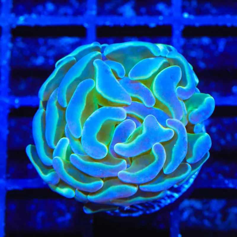 Hologram Hammer Coral