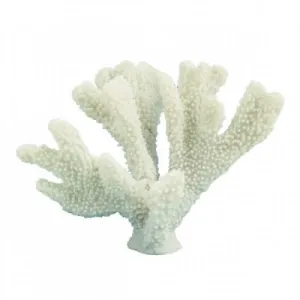 Horn Coral 23cm