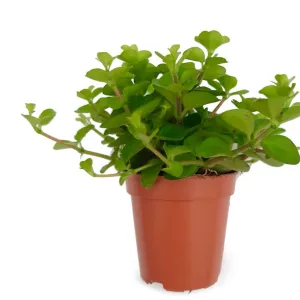 Peperomia rotundifolia - Jade Necklace