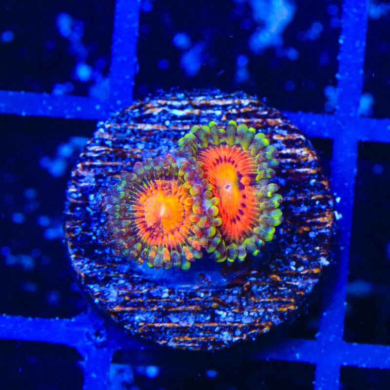 Rainbow Incinerator Zoanthids Coral