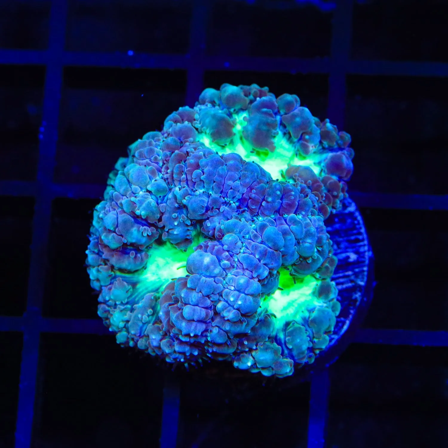 Raspberry Blastomussa Coral