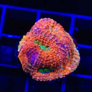 TSA Dreamy Rainbow Echinata Coral