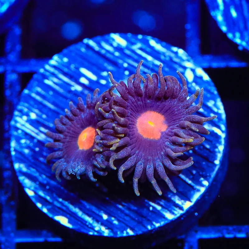 TSA Firefly Zoanthids Coral