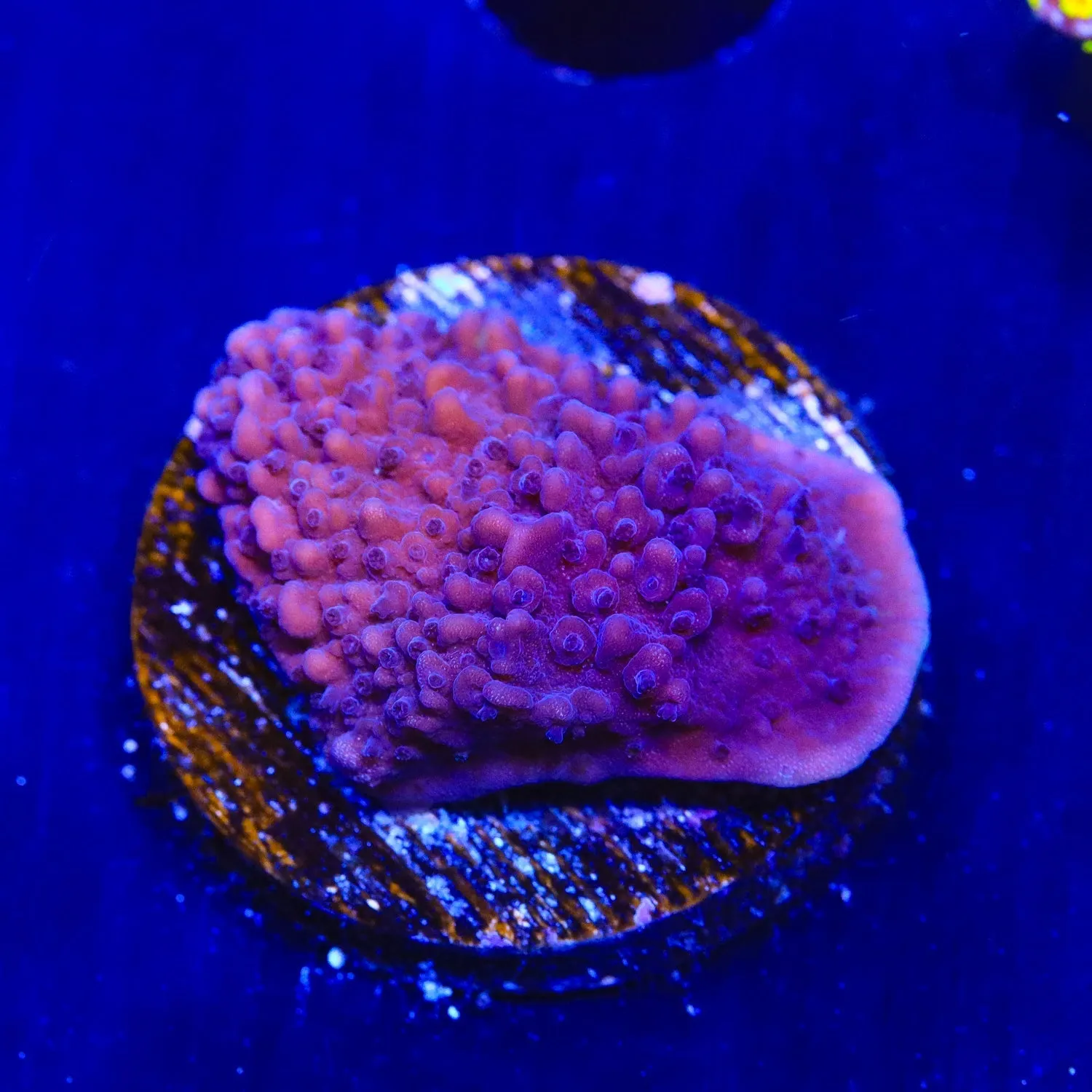 TSA Purple Montipora Cap Coral