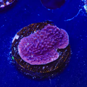 TSA Purple Montipora Cap Coral