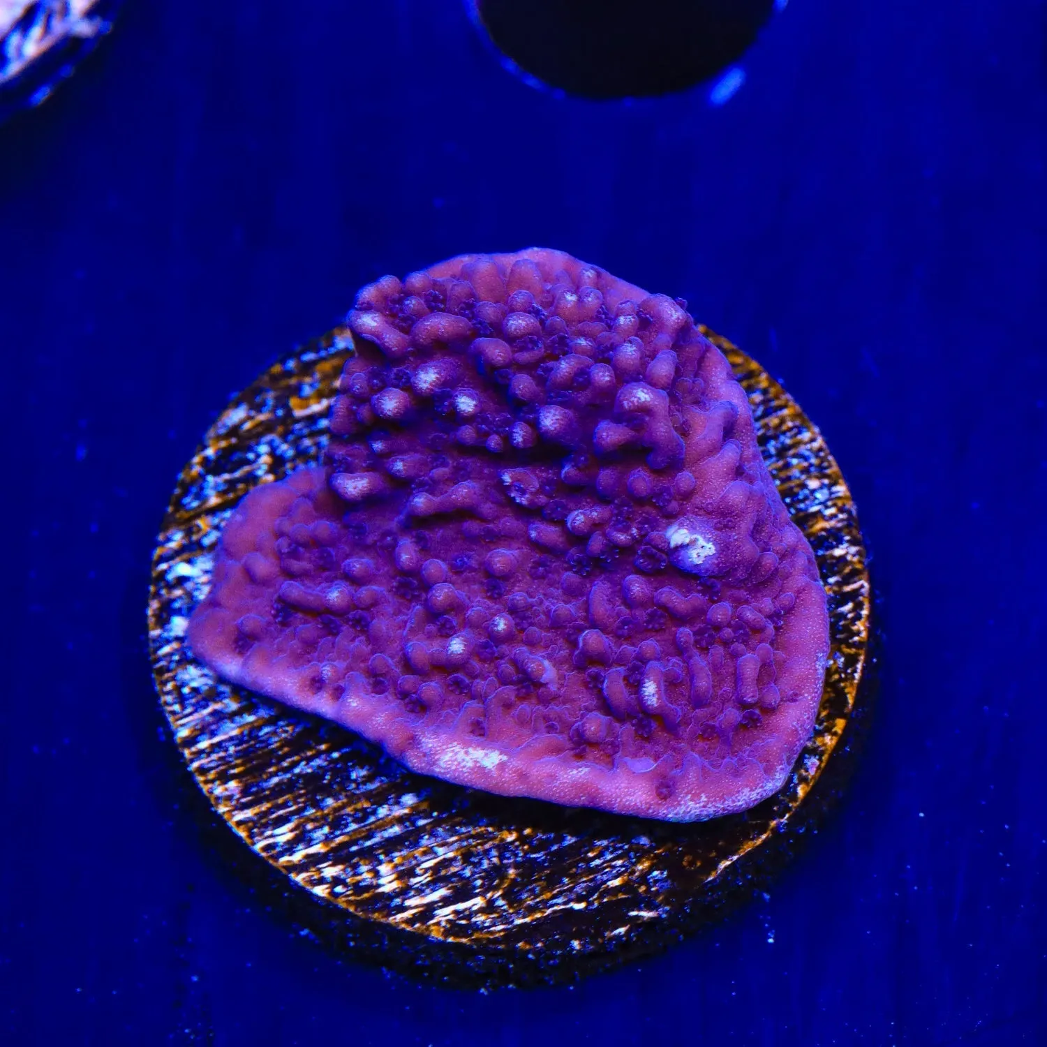 TSA Purple Montipora Cap Coral