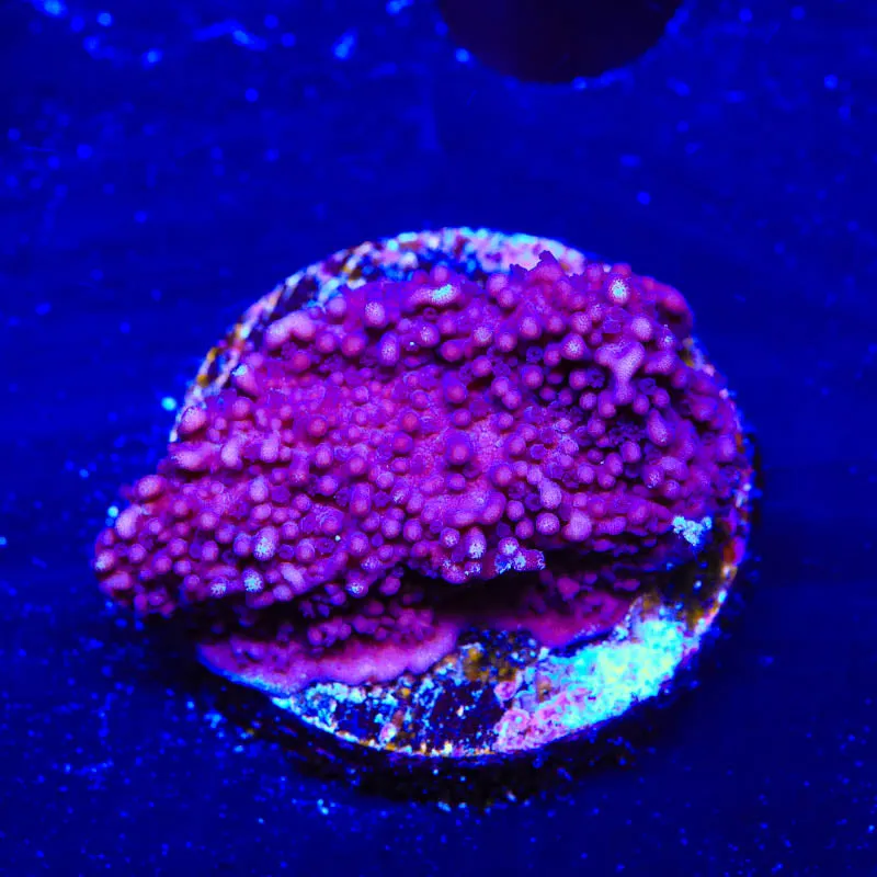 TSA Purple Montipora Cap Coral