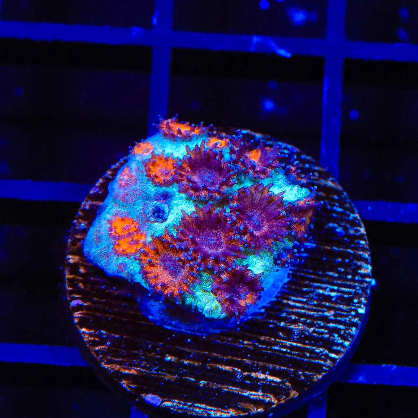 TSA Red Eye Plesiastrea Coral - Rare