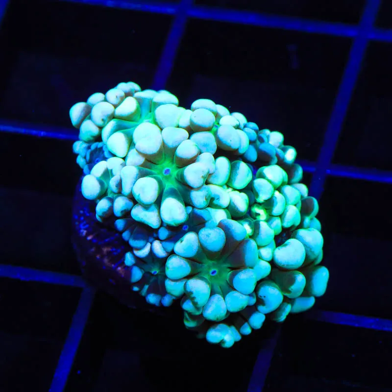 TSA Snow Top Alveopora Coral