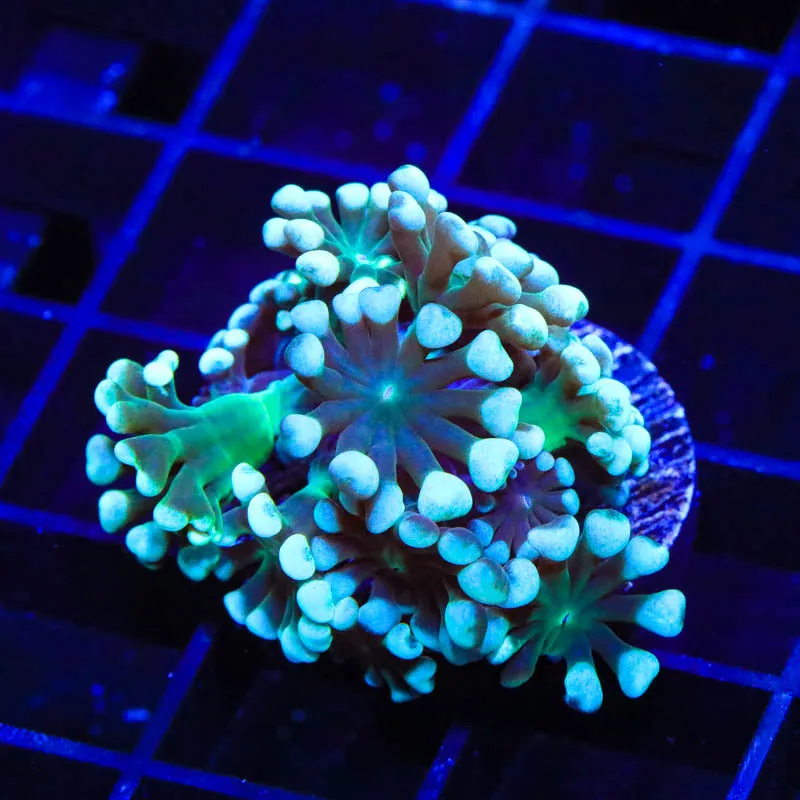 TSA Snow Top Alveopora Coral