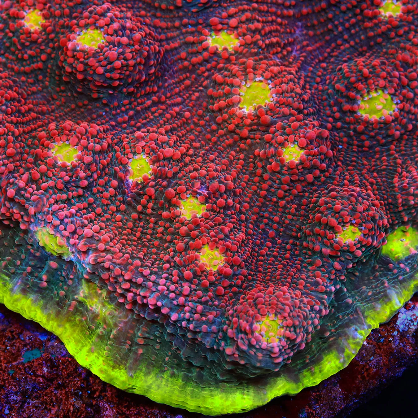 Watermelon Chalice Coral