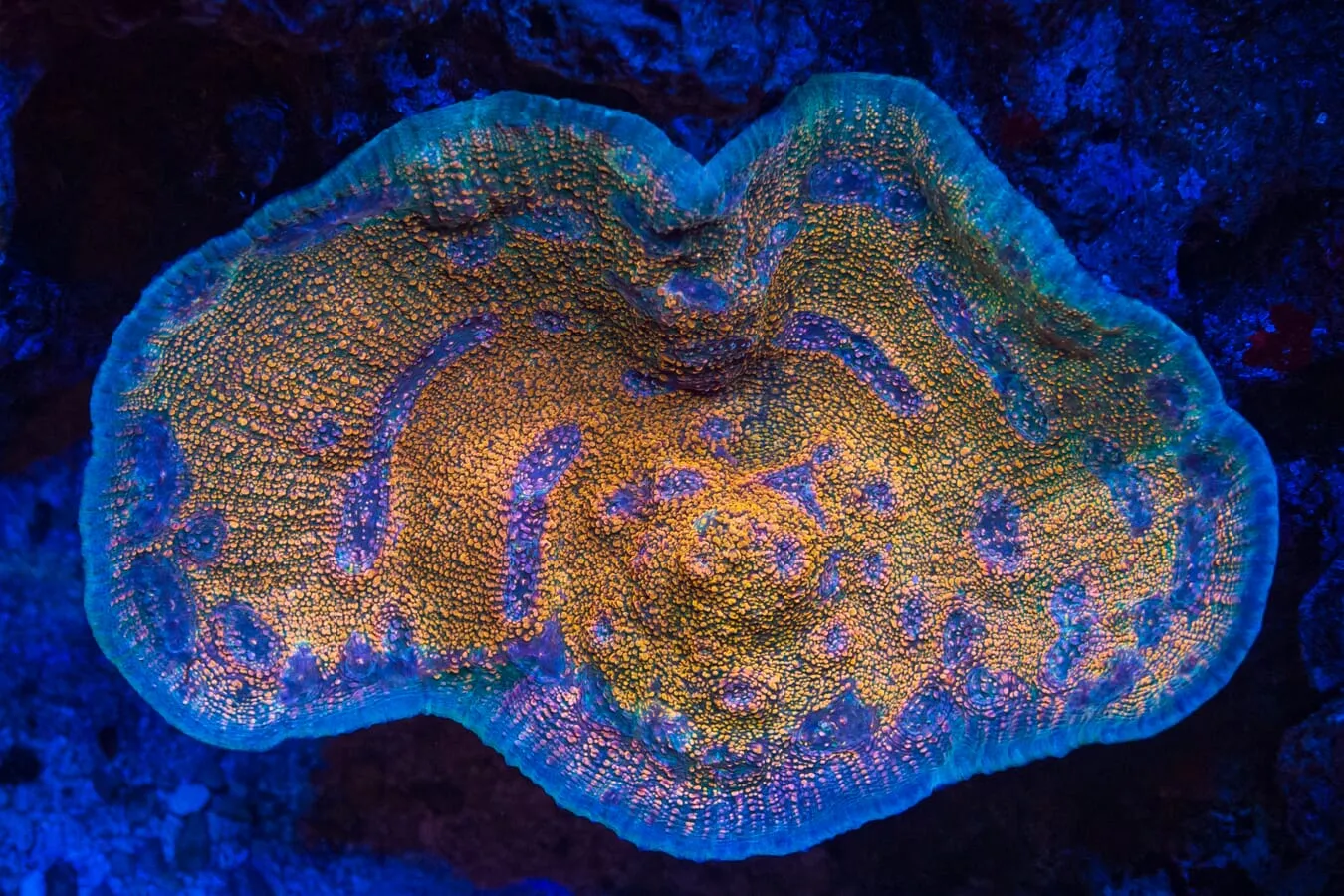 WWC Hologram Chalice Coral